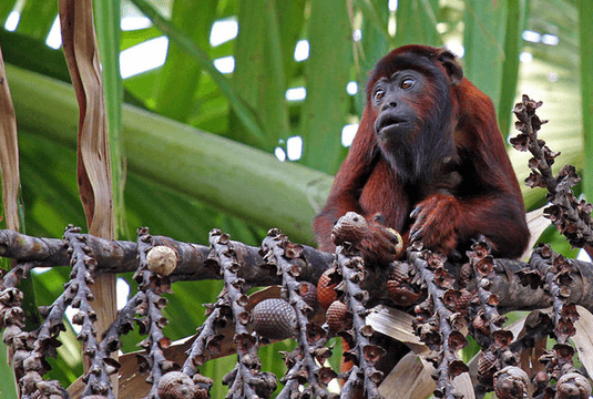 3d2n manu jungle monkey