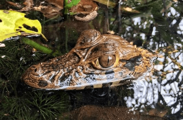 jungle classic amazon