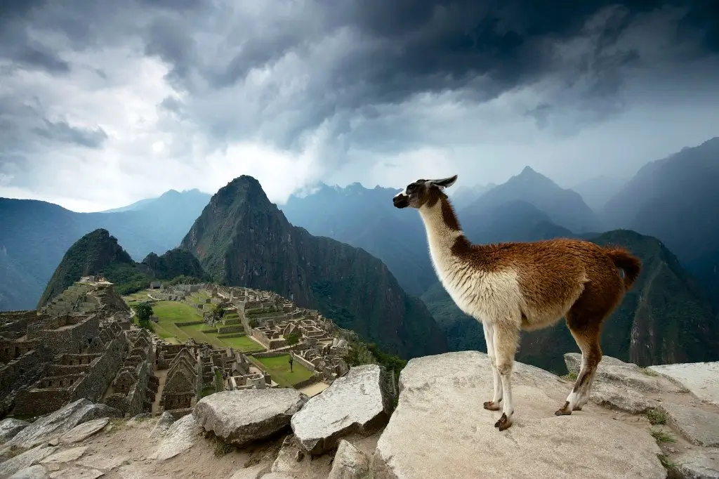 Llamas in Machu Picchu