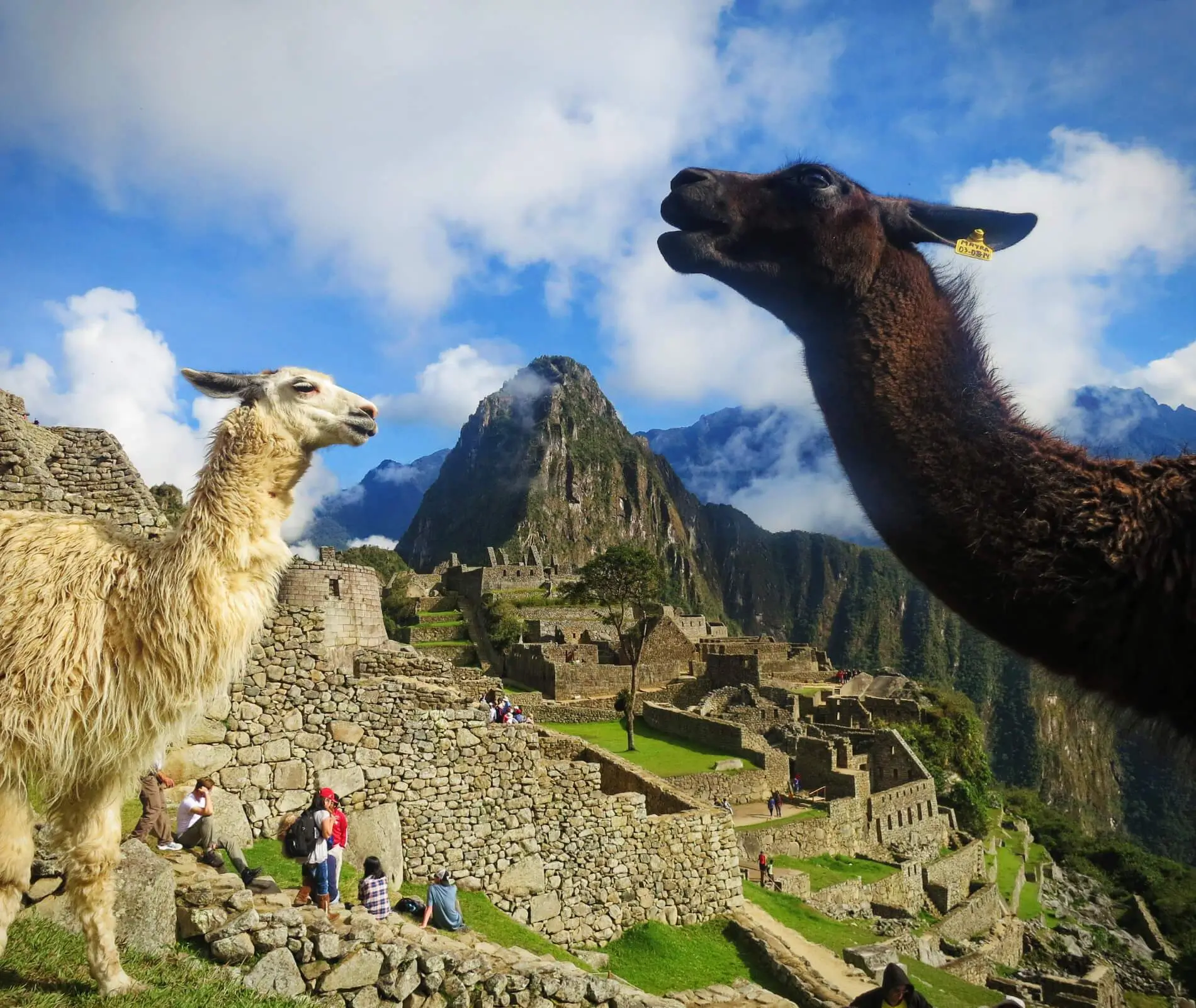 Llamas in Machu Picchu